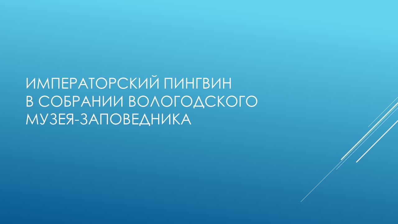 Императорский пингвин в собрании Вологодского музея-заповедника