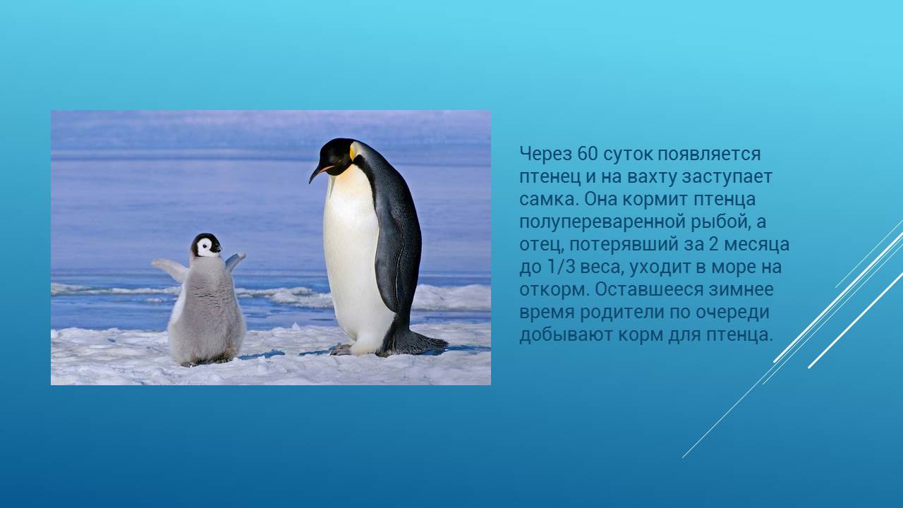 Рождение птенцов