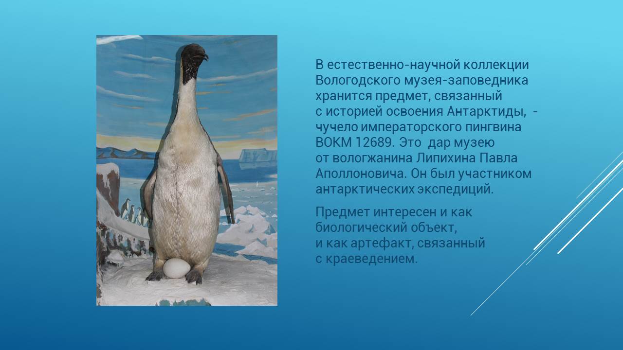 Чучело ВОКМ 12689