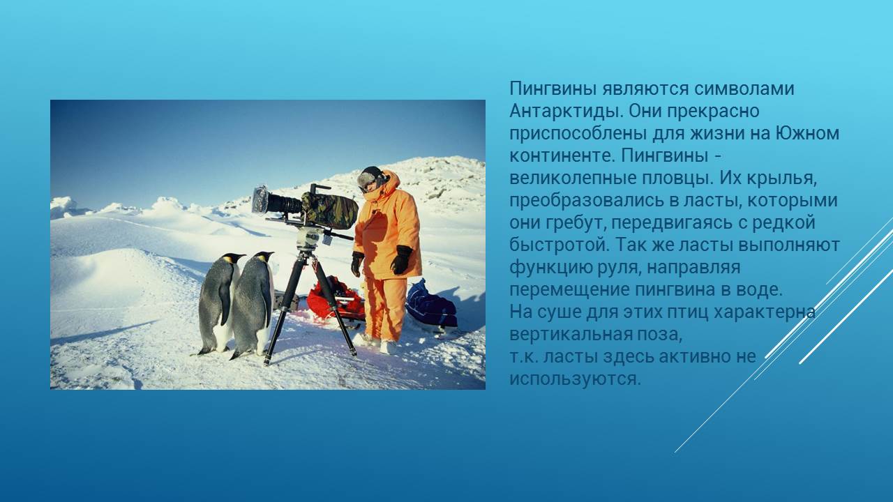 Пингвины - символ Антарктиды